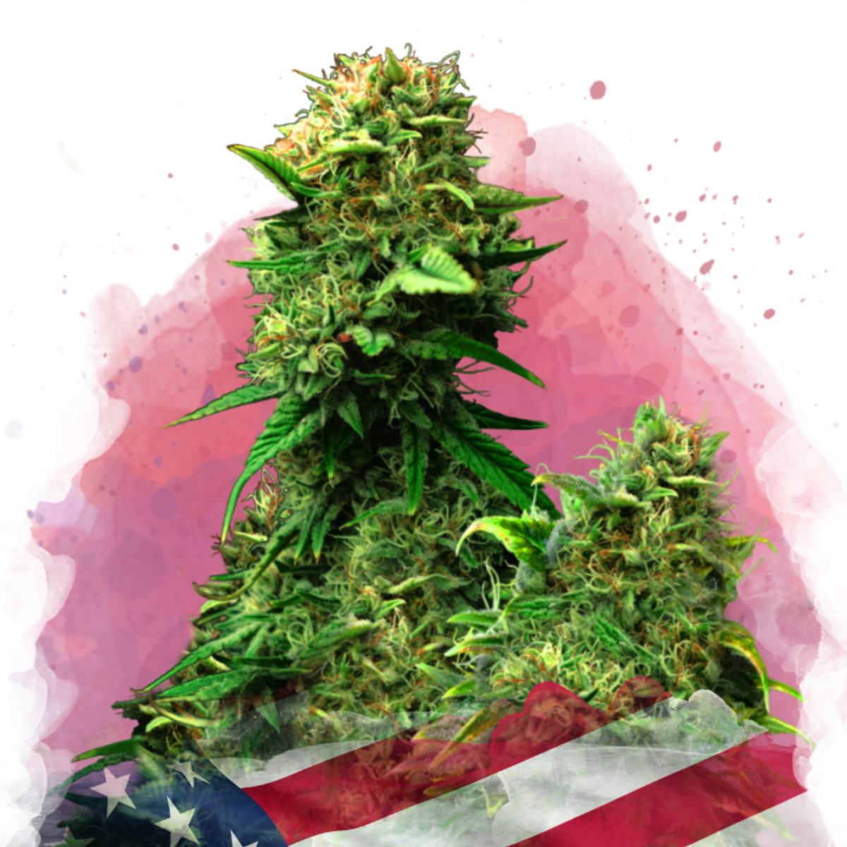 Nirvana Seeds Blue Dream Feminisierte Hanfsamen