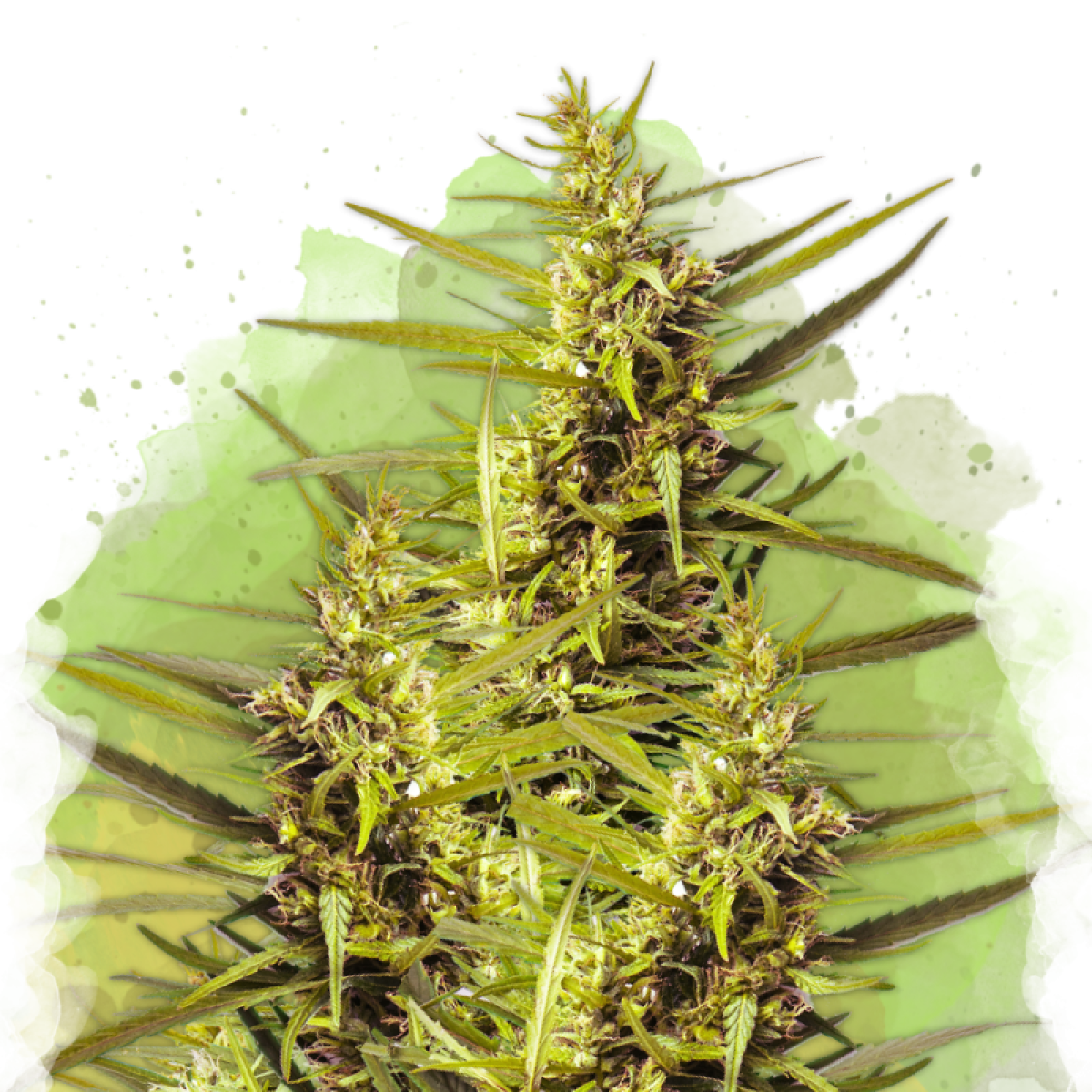 Nirvana Seeds Blueberry Kush Hanfsamen