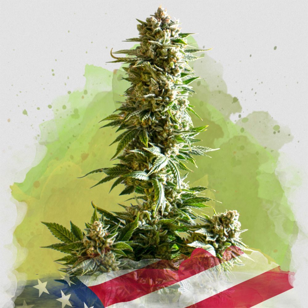 Nirvana Seeds Girl Scout Cookies AutomaticHanfsamen Cannabisblüte