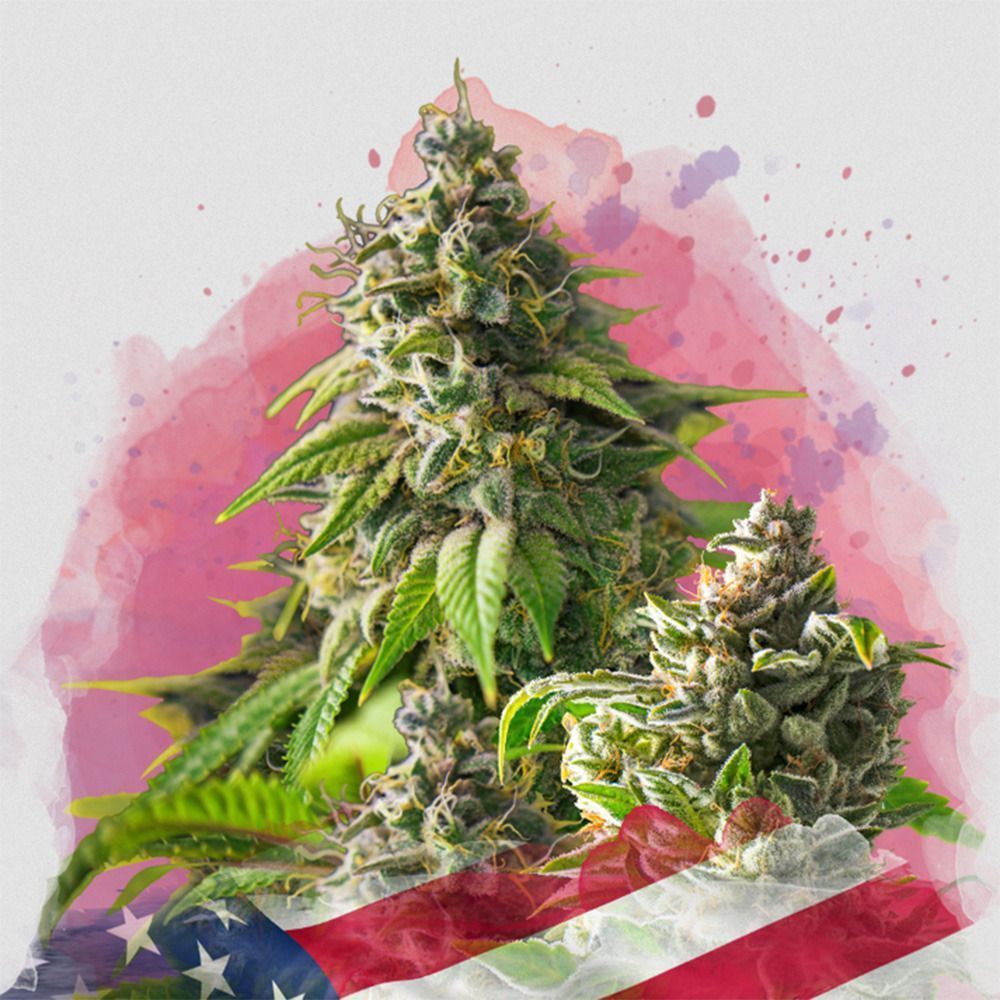 Nirvana Seeds Girl Scout Cookies Feminisierte Hanfsamen