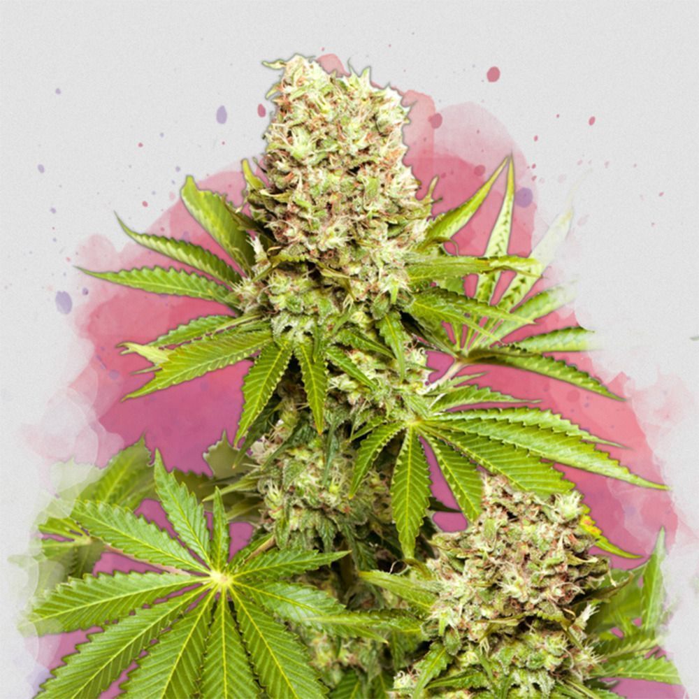 Nirvana Seeds Hawaii Maui Waui Reguläre Hanfsamen Cannabisblüte