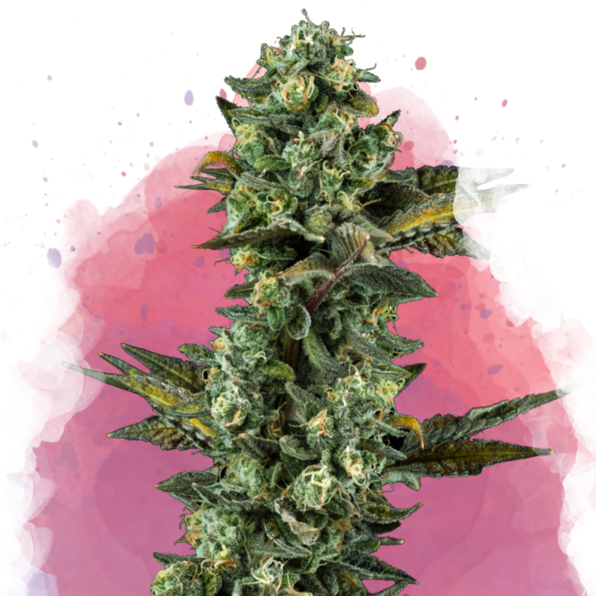 Nirvana Seeds Ice Feminisierte Hanfsamen