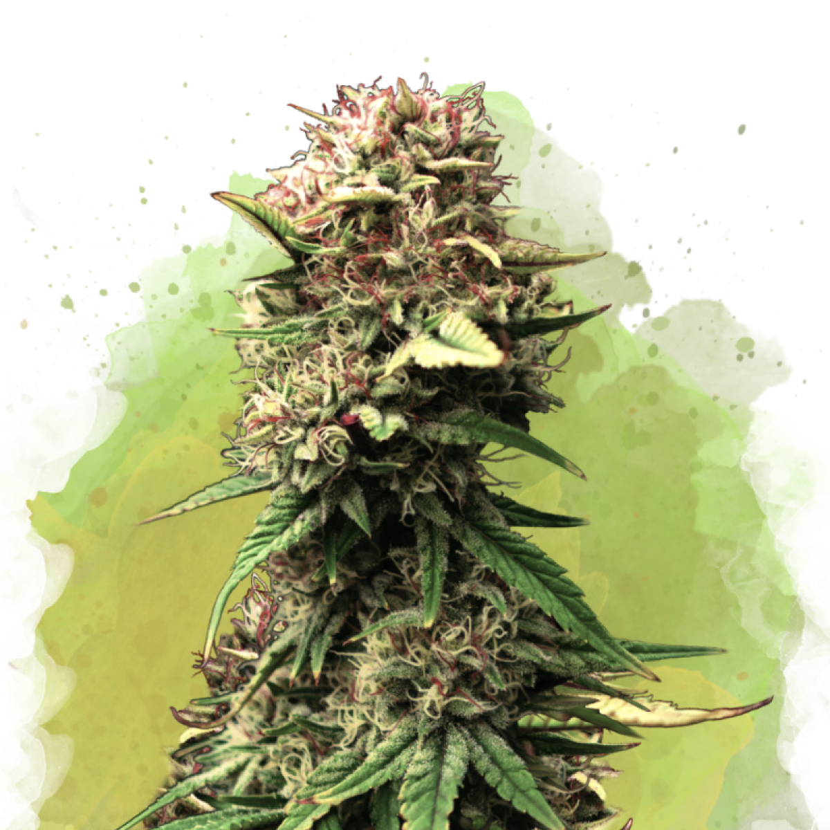 Nirvana Seeds Jock Horror Automatic Hanfsamen