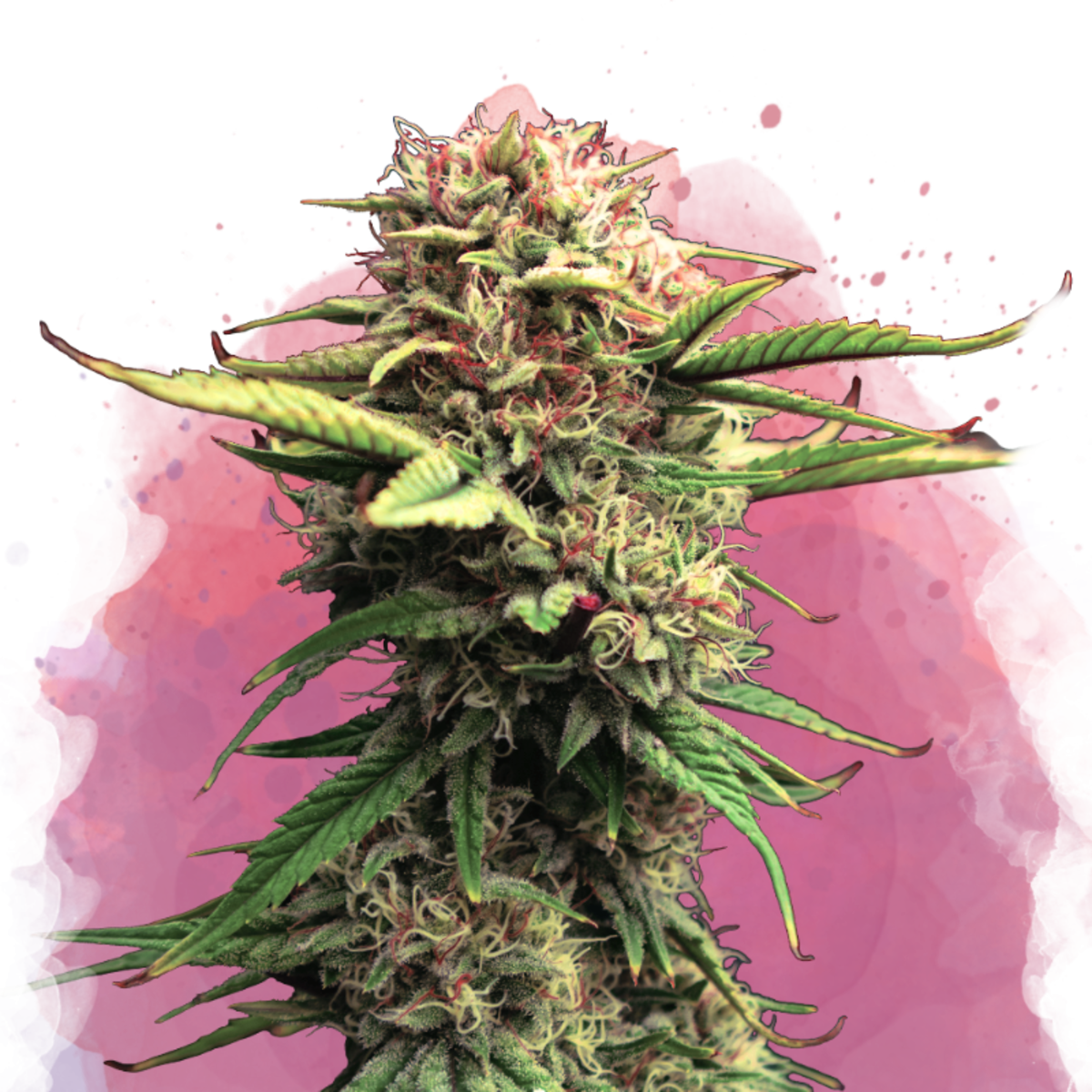 Nirvana Seeds Jock Horror Feminisierte Hanfsamen