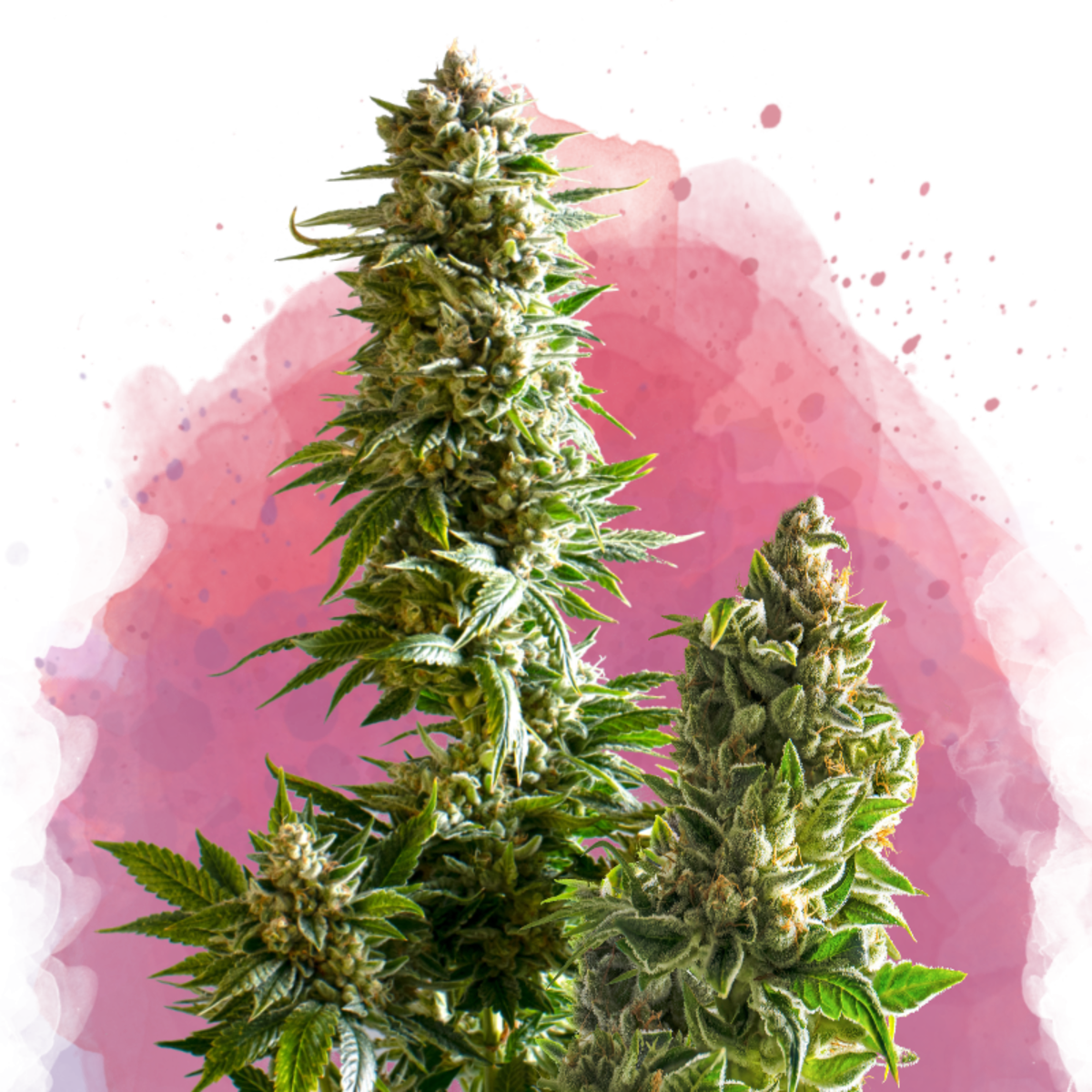 Nirvana Seeds Master Kush Feminisierte Hanfsamen
