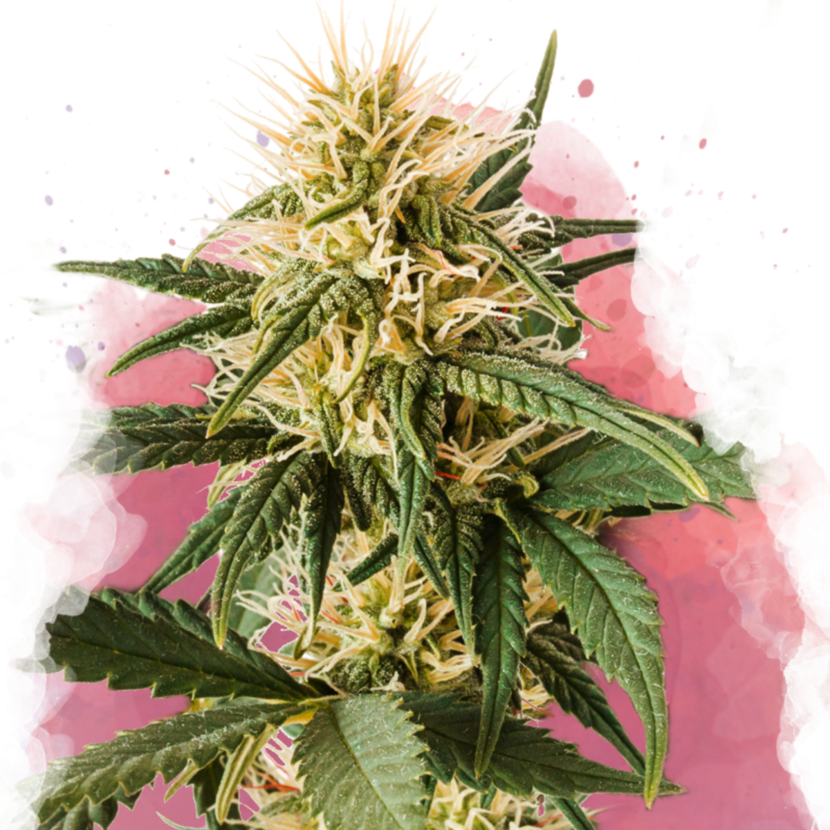 Nirvana Seeds Pure Power Plant Feminisierte Hanfsamen