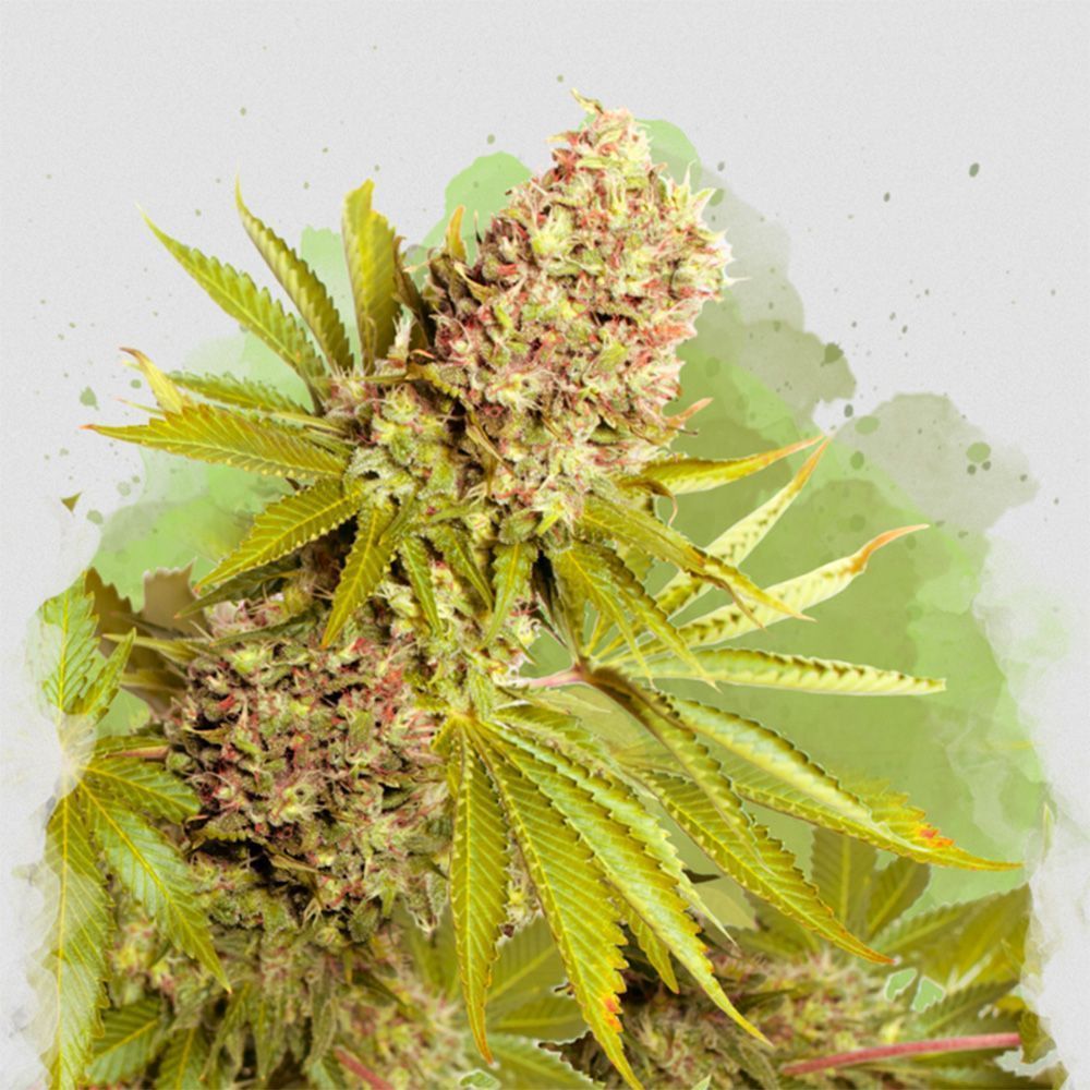 Nirvana Seeds Top44 Automatic Hanfsamen Cannabisblüte