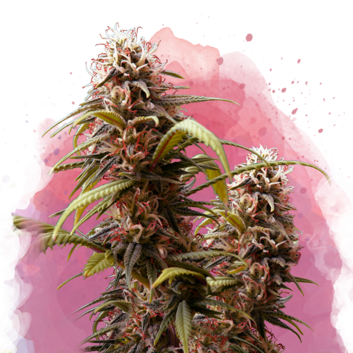 Nirvana Seeds Wonder Woman Feminisierte Hanfsamen