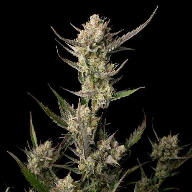 OG Kush feminisierte Cannabissamen