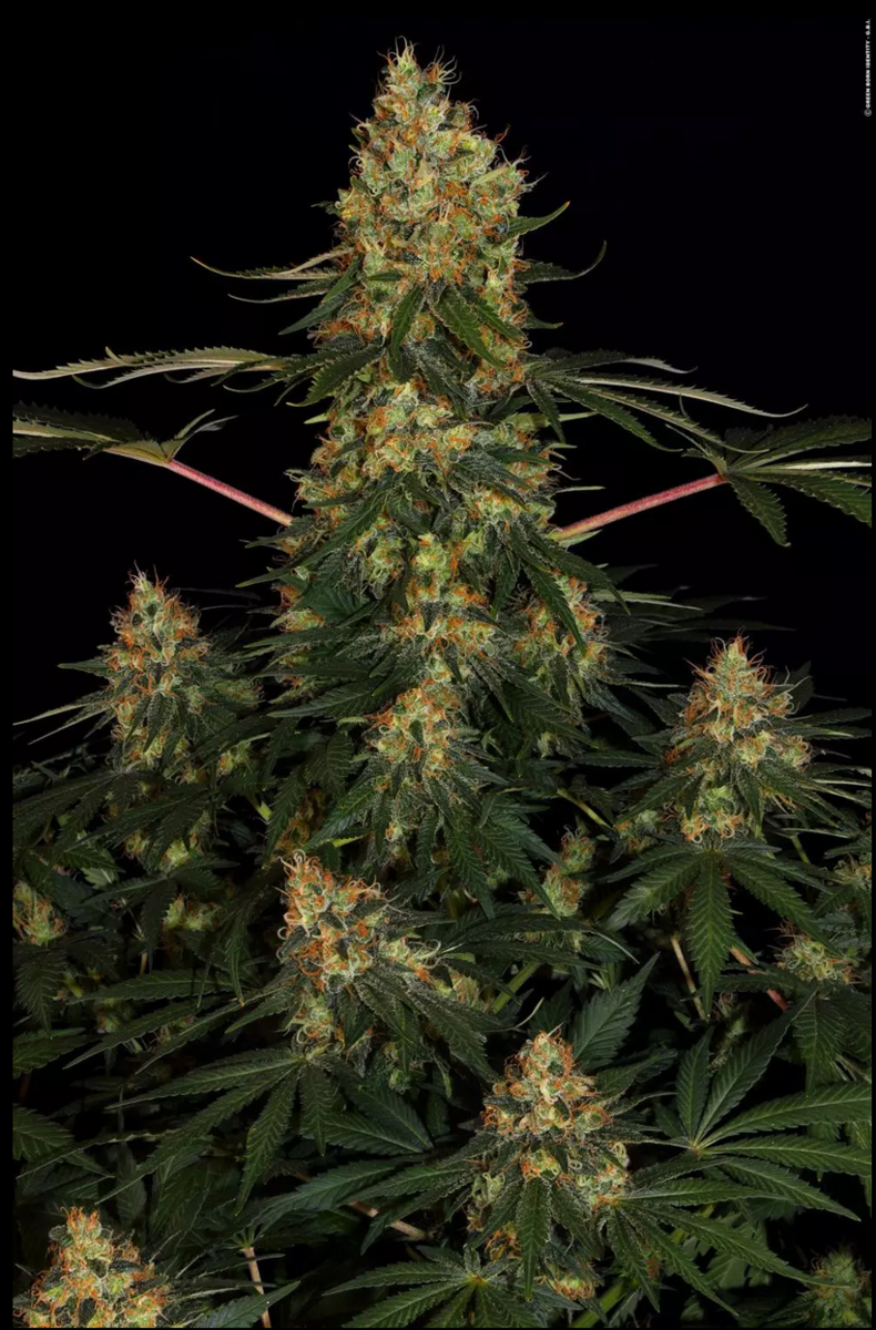 Paradise Seeds Californian Gold Feminisierte Hanfsamen