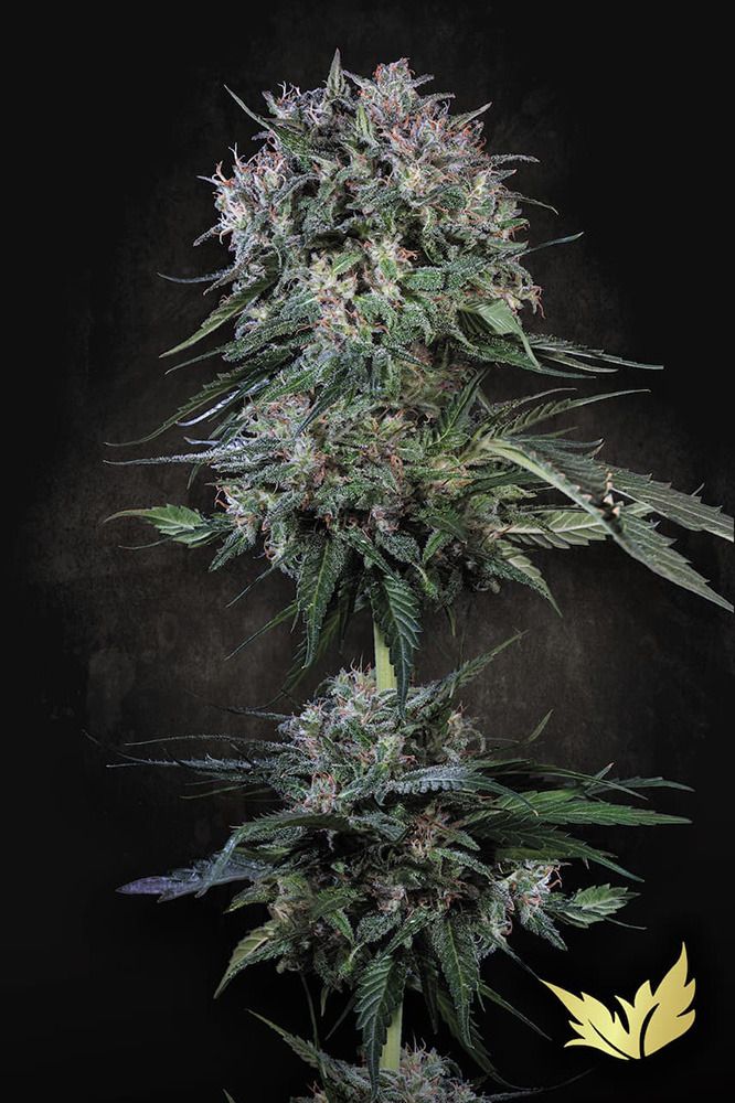 Paradise Seeds Doppler Feminisierte Hanfsame Cannabisblüte