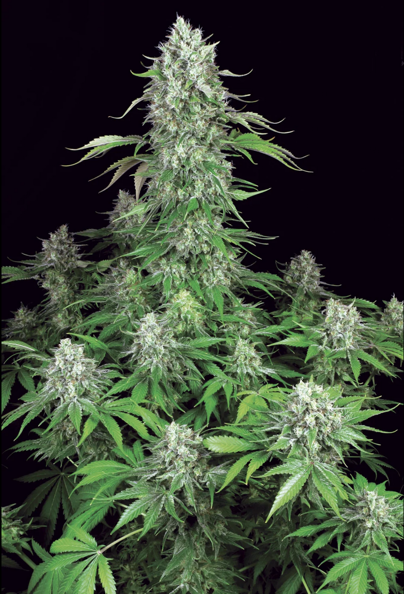 Paradise Seeds Dutch Dragon Feminisierte Hanfsamen