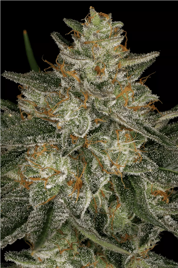 Paradise Seeds Dutch Kush Feminisierte Hanfsamen