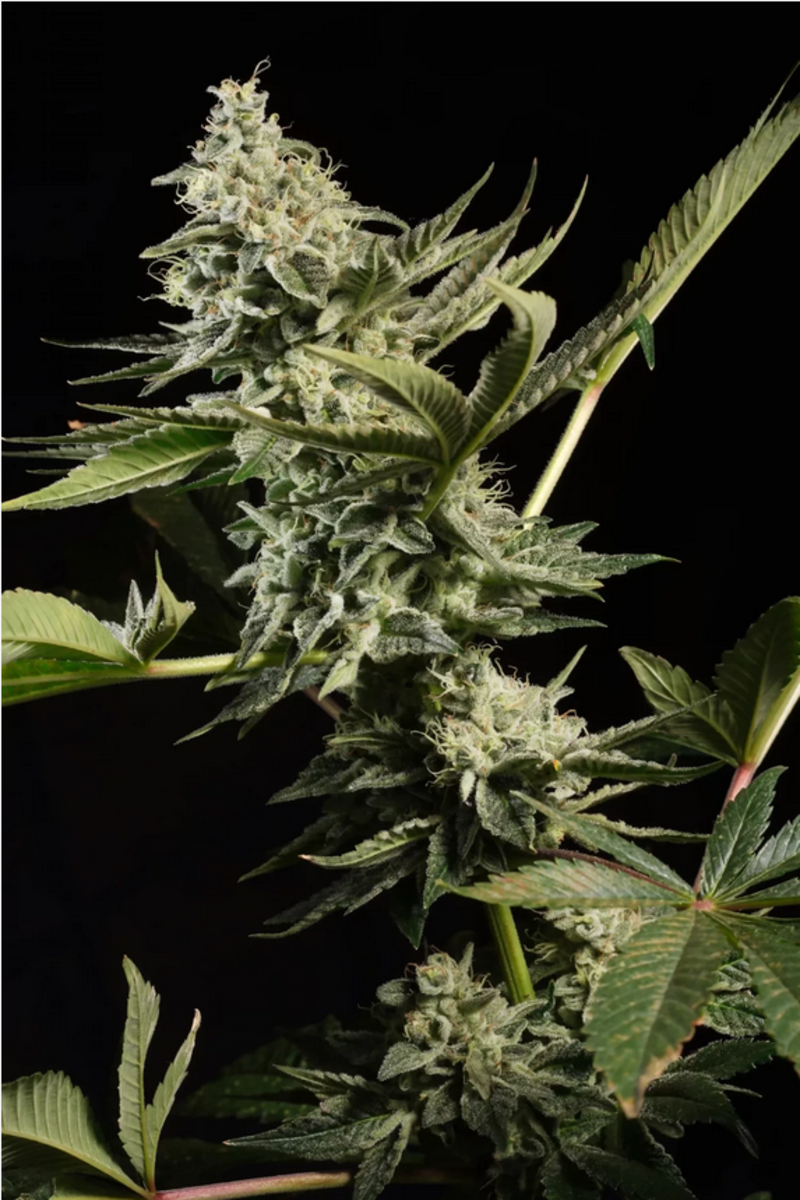 Paradise Seeds Glowstarz Feminisierte Hanfsamen