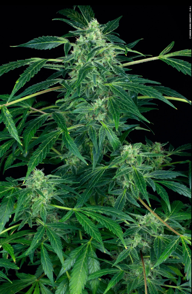 Paradise Seeds Jack Automatic Hanfsamen