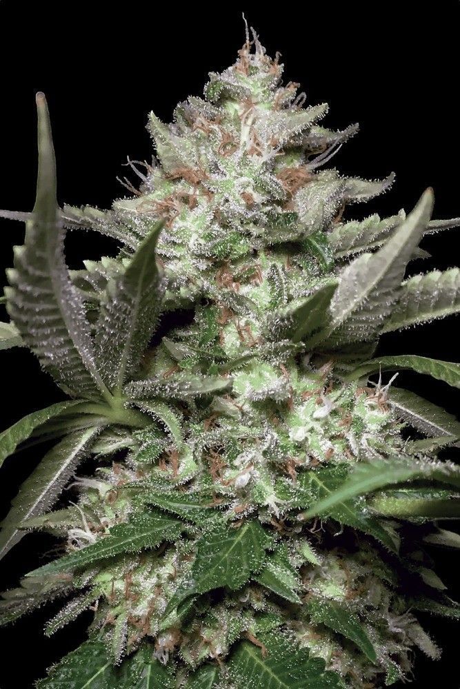 Paradise Seeds Kong #4 Hanfsamen Blüte