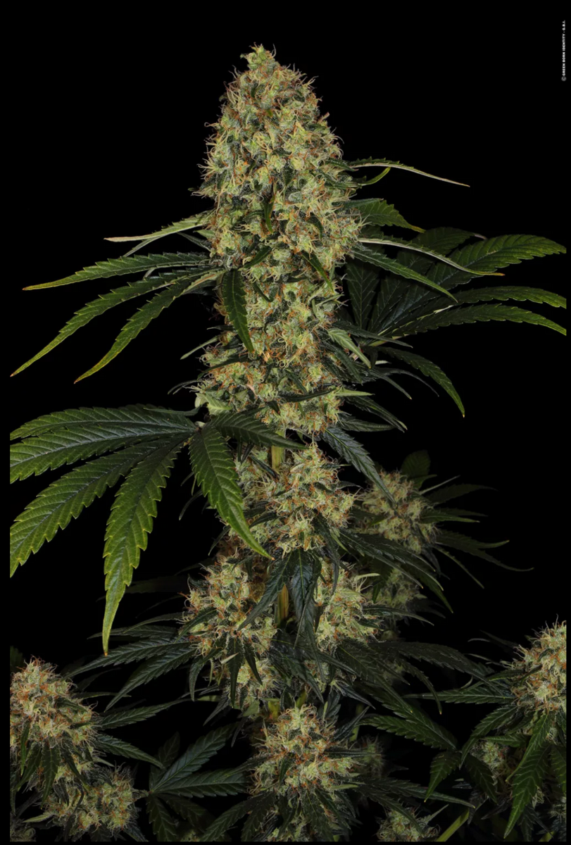 Paradise Seeds L.A. Amnesia Feminisierte Hanfsamen
