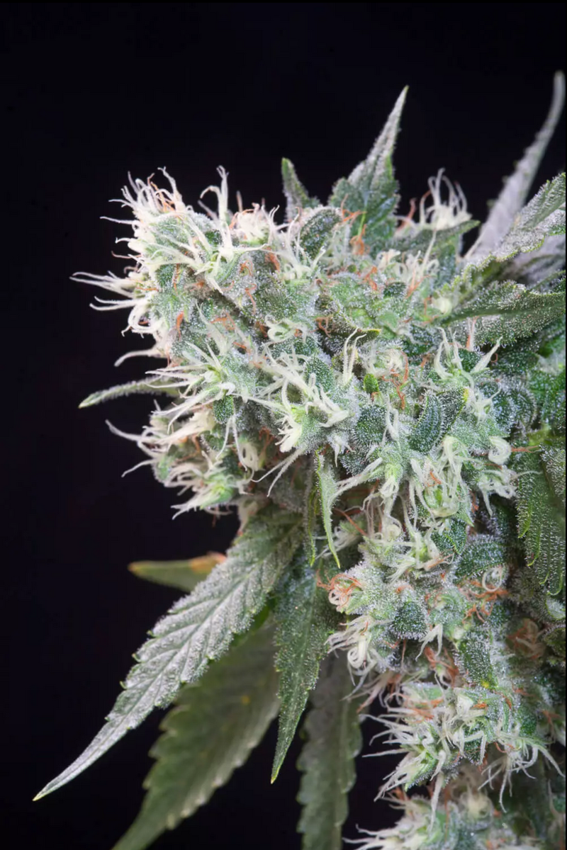 Paradise Seeds Magic Bud Feminisierte Hanfsamen