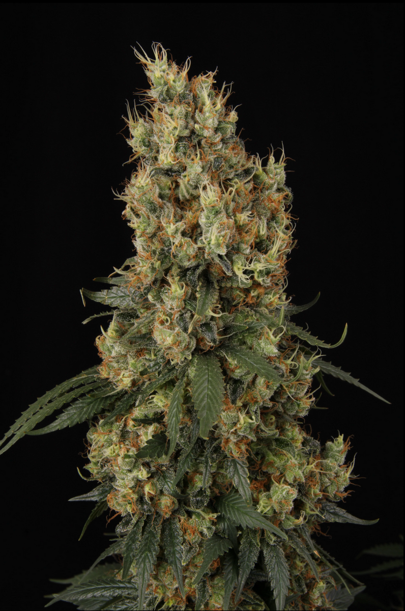 Paradise Seeds Mendocino Skunk Feminisierte Hanfsamen