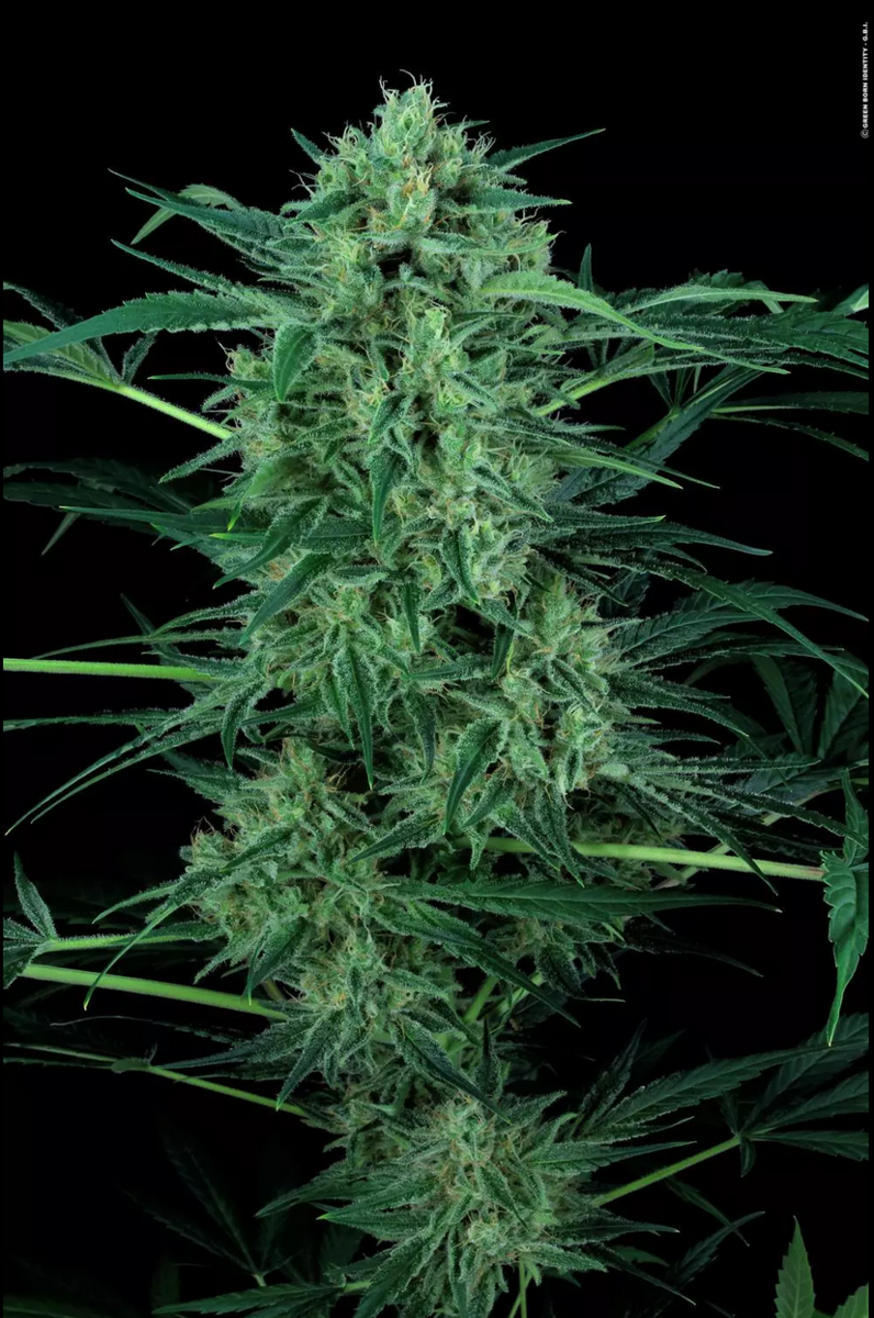 Paradise Seeds CBD Nebula 2 Feminisierte Hanfsamen