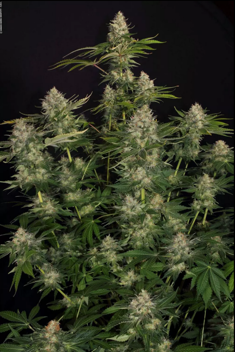 Paradise Seeds Opium Feminisierte Hanfsamen