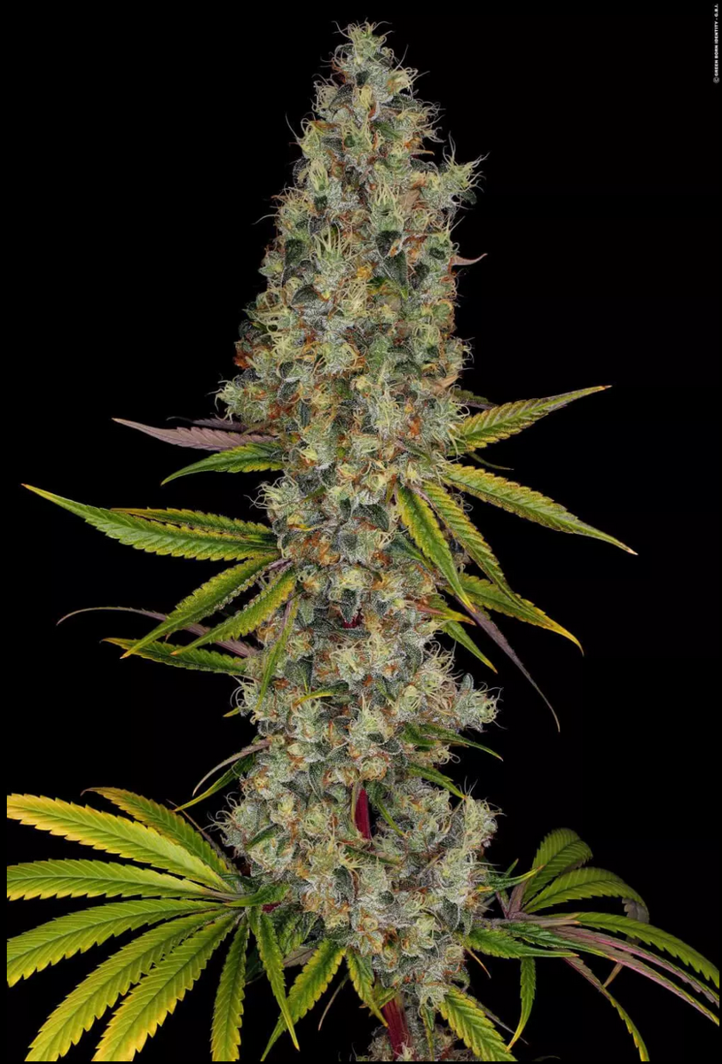 Paradise Seeds Rainbow Road Feminisierte Hanfsamen