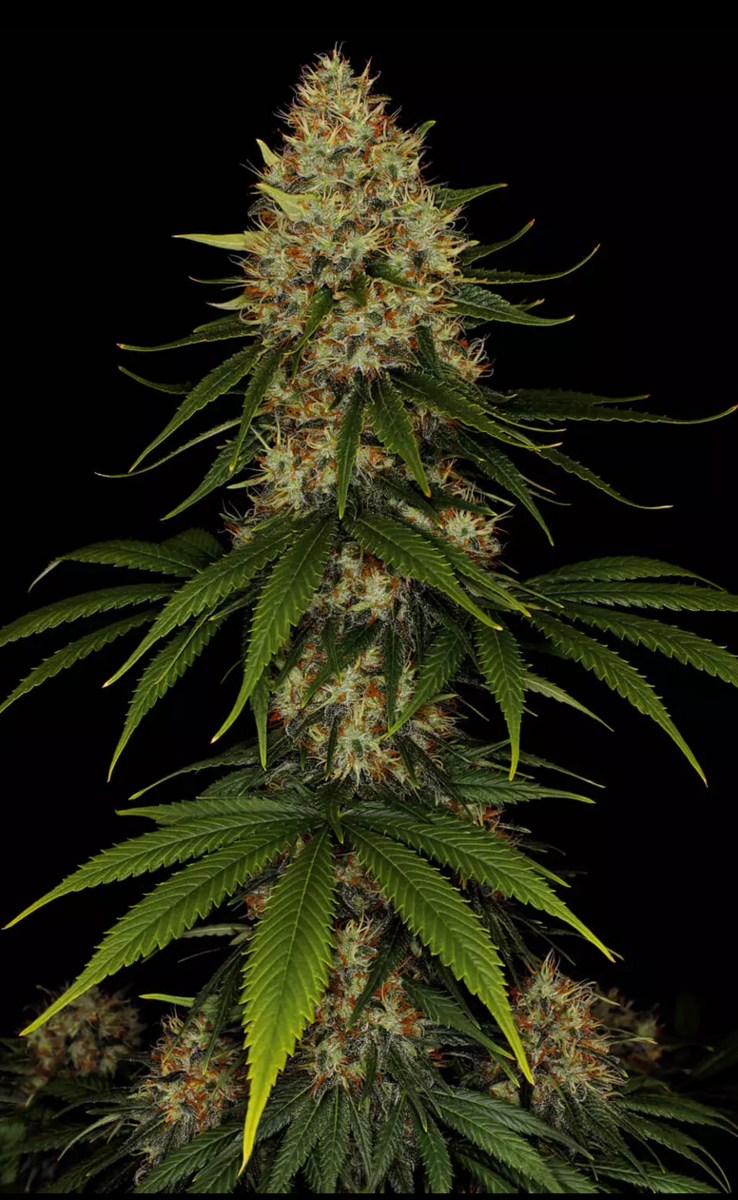 Paradise Seeds Space Cookies Feminisierte Hanfsamen