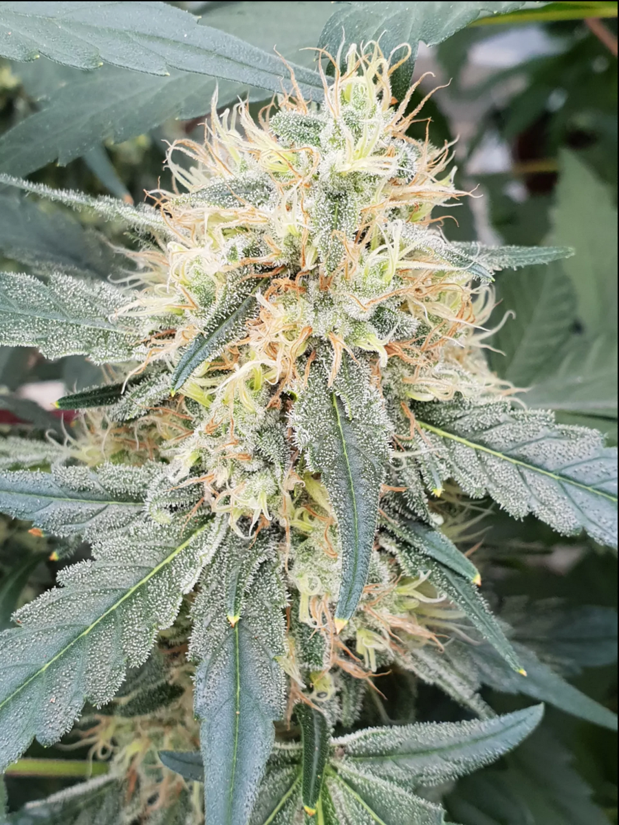 Paradise Seeds Stromboli Automatic Hanfsamen