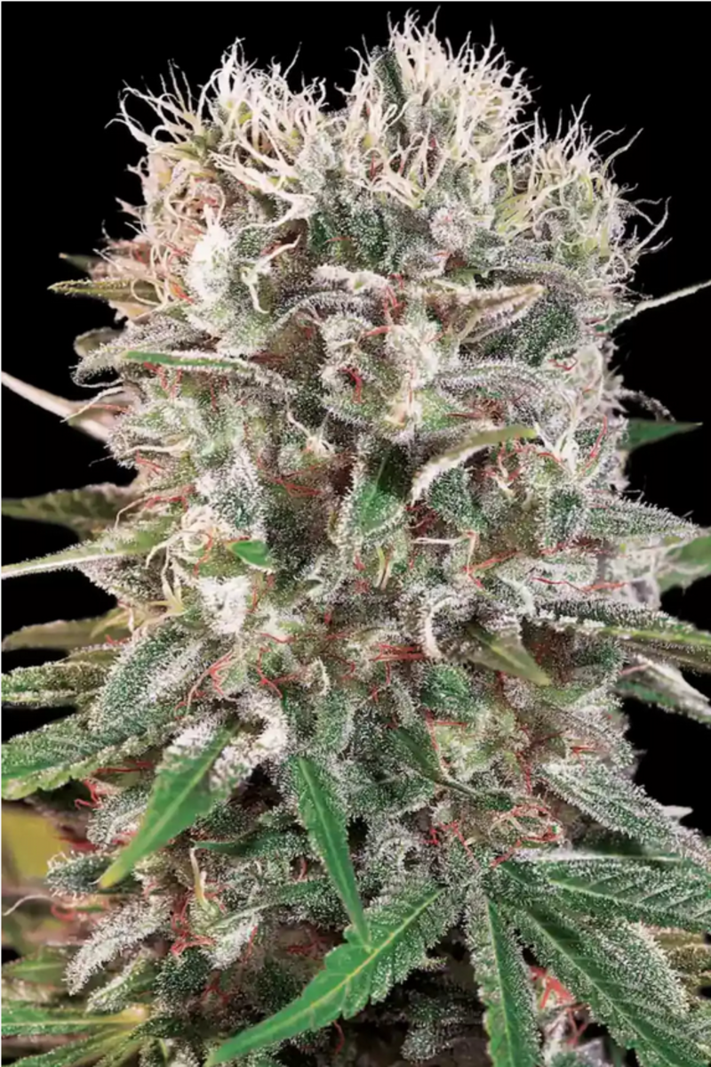 Paradise Seeds Wappa Femenisirt Hanfsamen