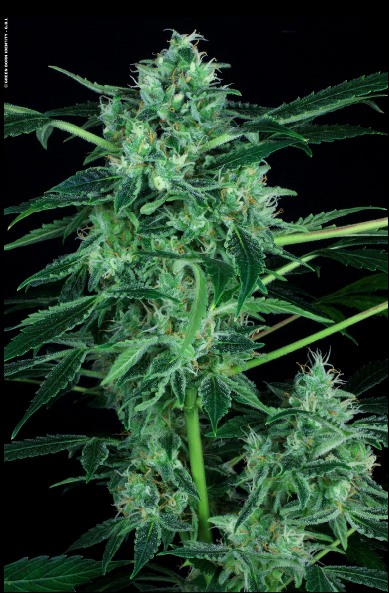 Paradise Seeds Whiteberry Automatic Hanfsamen