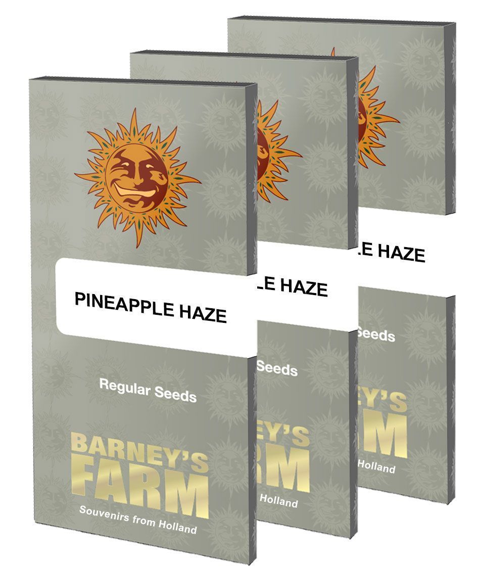 Barneys Farm Pineapple Haze Regulär Hanfsamen Blüte
