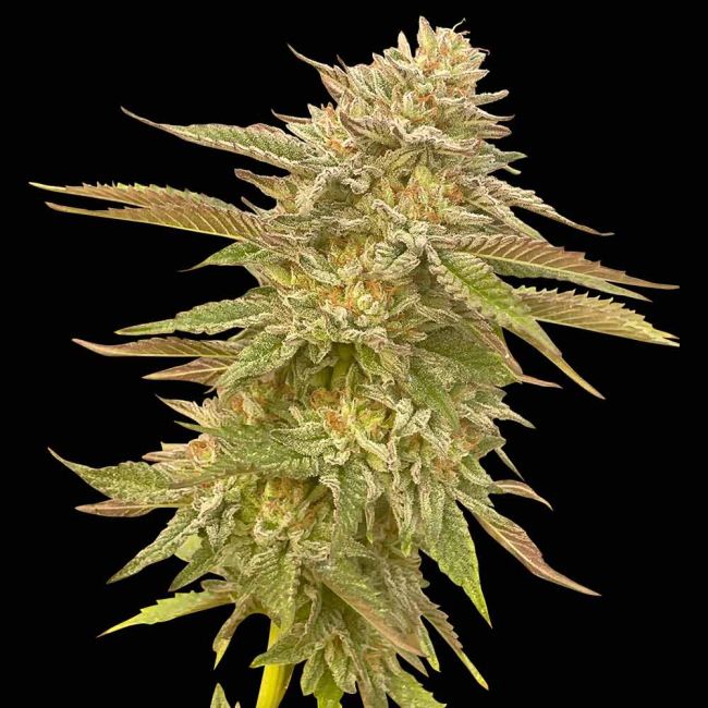 Pineapple OG feminisierte Cannabissamen