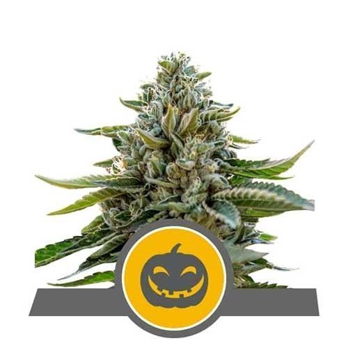 Royal Queen Seeds Pumpkin Kush Cannabis Blüte
