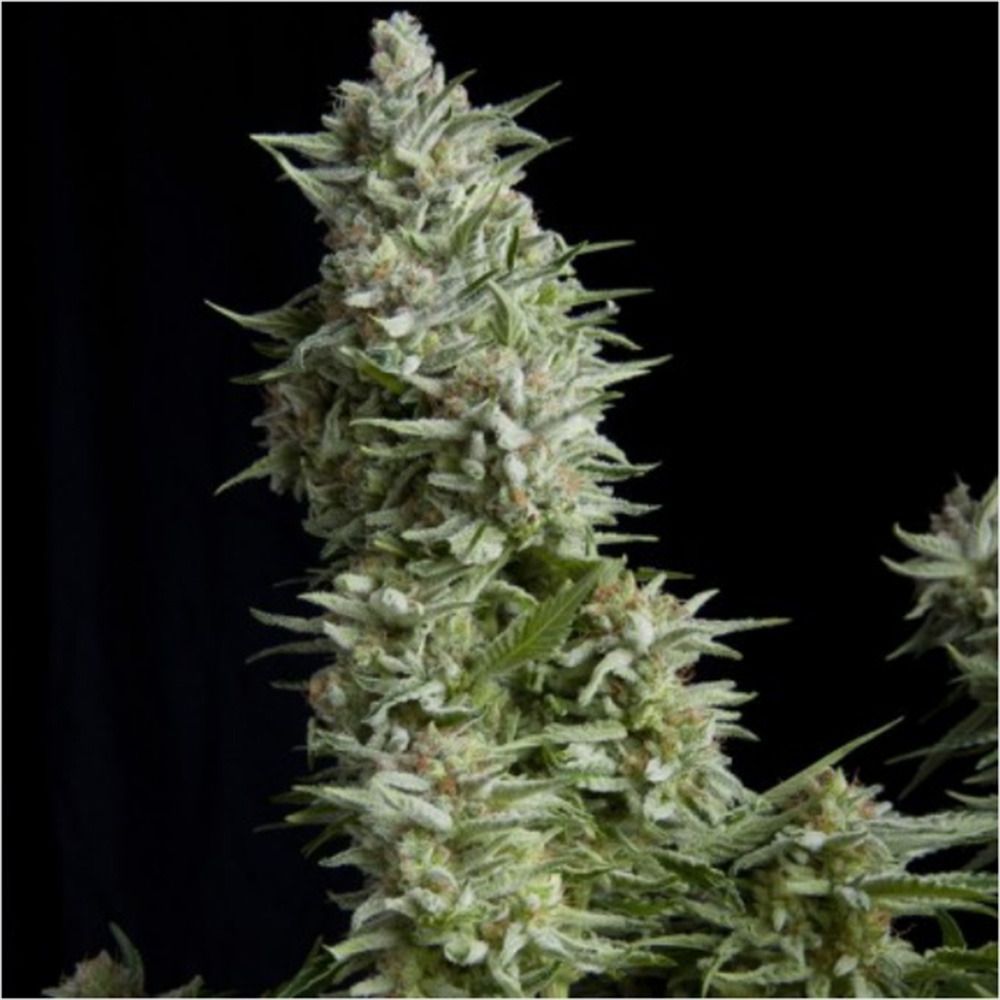 Pyramid Seeds Alpujarreña Feminisierte Hanfsamen Cannabisblüte