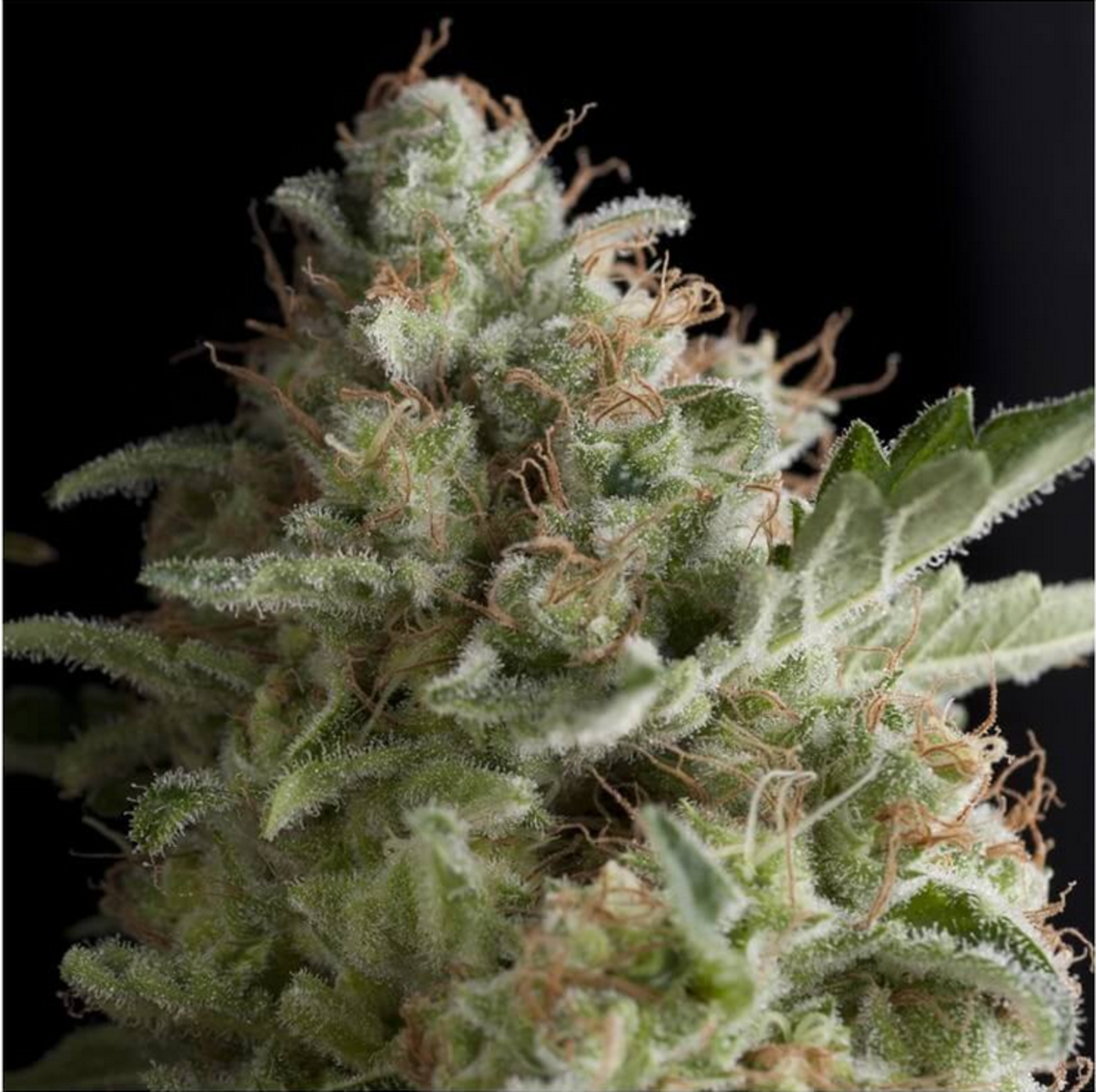 Pyramid Seeds American Pie Feminisierte Hanfsamen