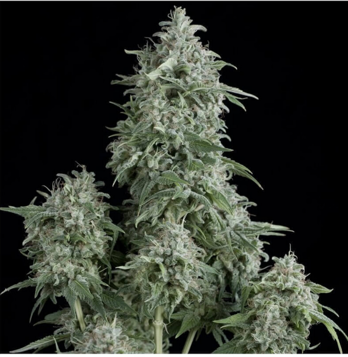 Pyramid Seeds Anubis Feminisierte Hanfsamen