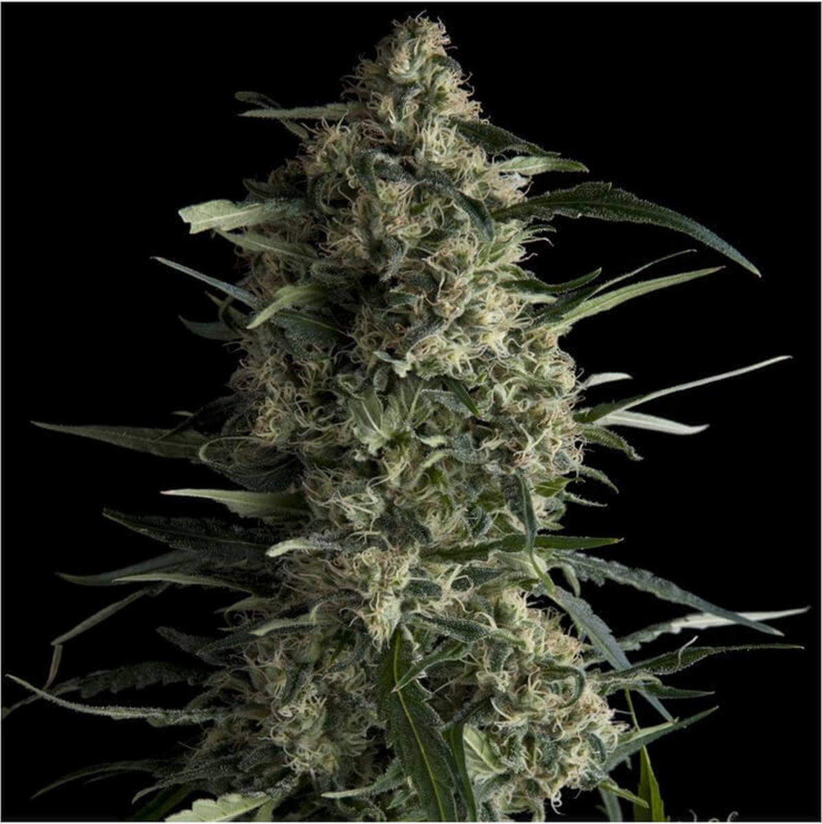 Pyramid Seeds Galaxy CBD Feminisierte Hanfsamen
