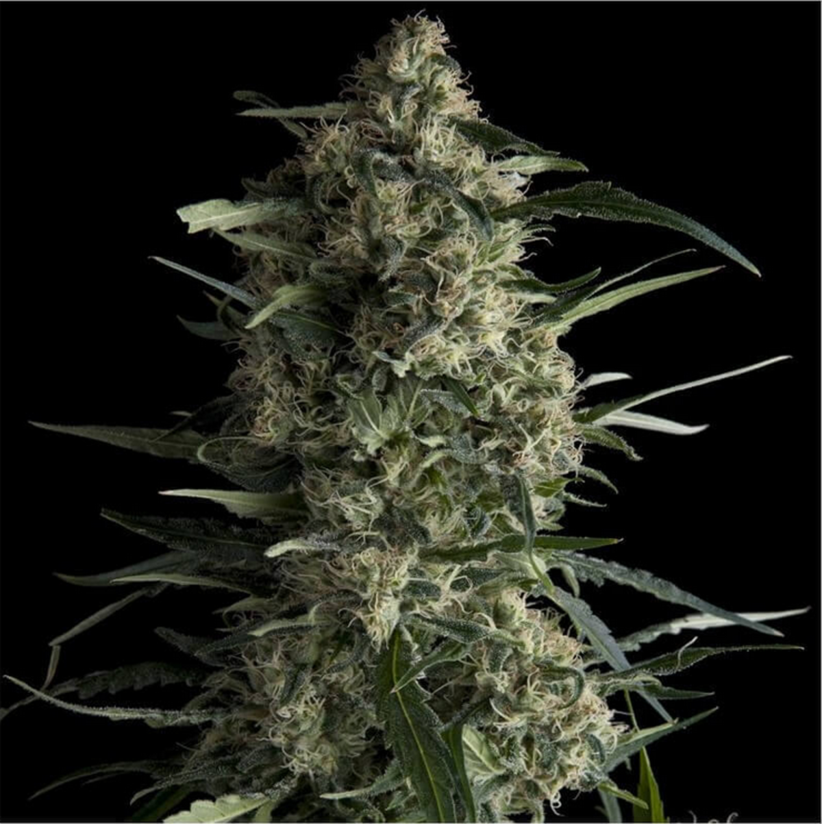 Pyramid Seeds Galaxy Feminisierte Hanfsamen