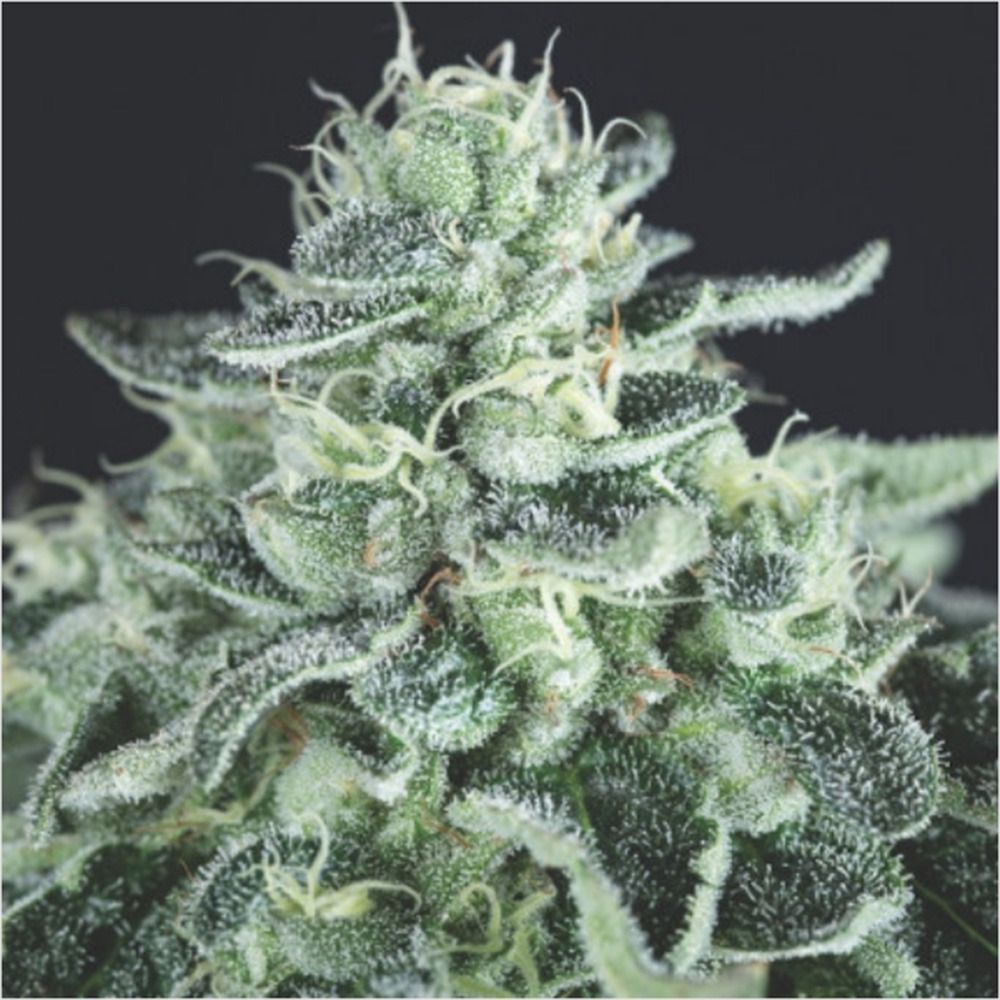 Pyramid Gelato Feminisierte Hanfsamen Cannabisblüte