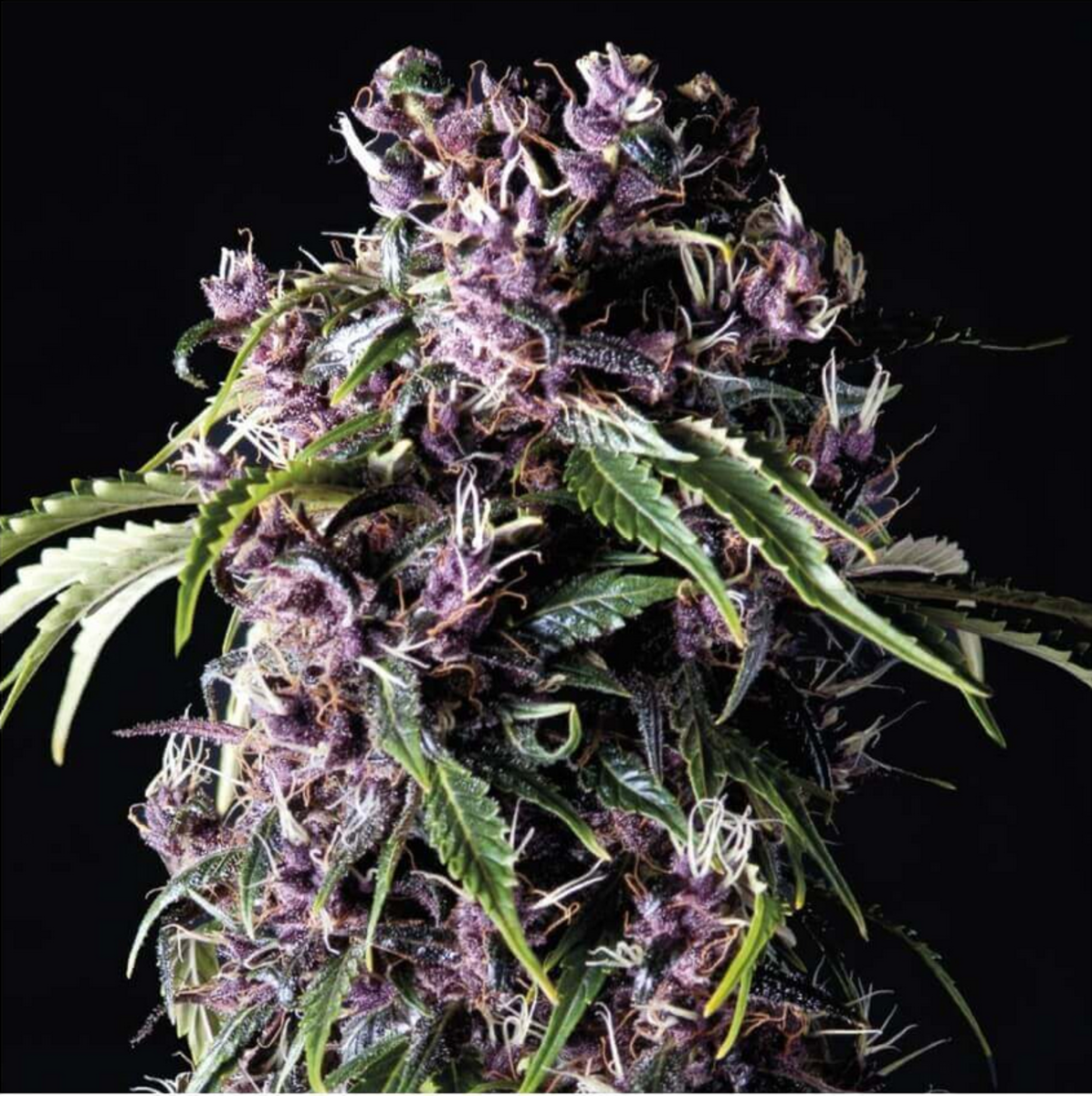 Pyramid Seeds Purple Feminisierte Hanfsamen