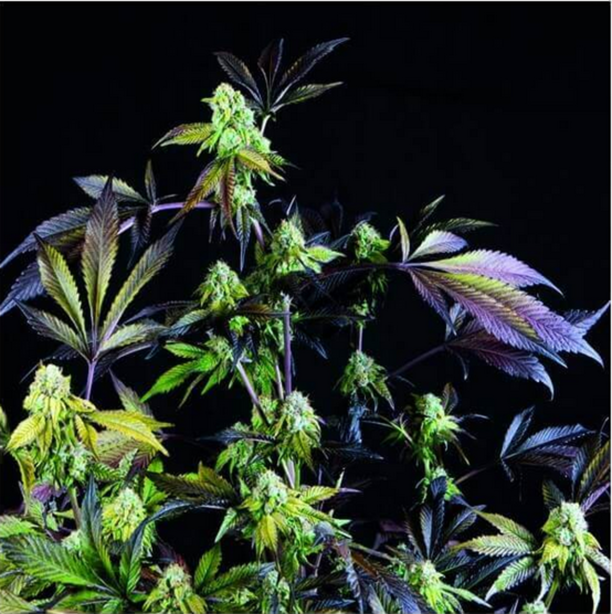 Pyramid Seeds Sunset Sherbet Feminisierte Hanfsamen