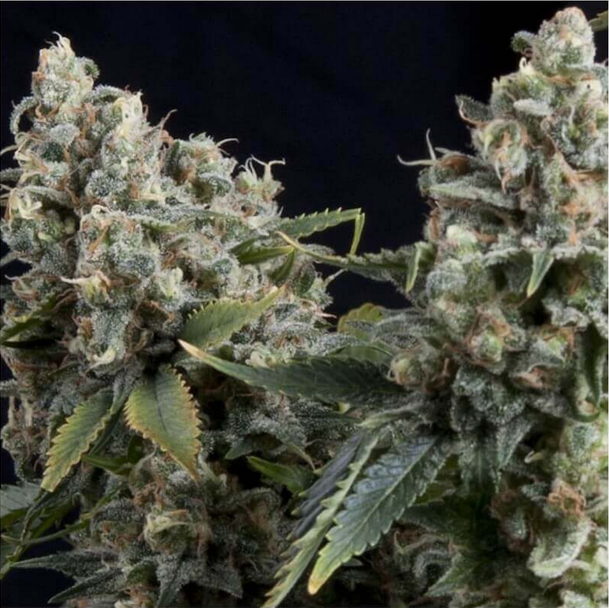 Pyramid Seeds Tutankhamon Automatic Hanfsamen
