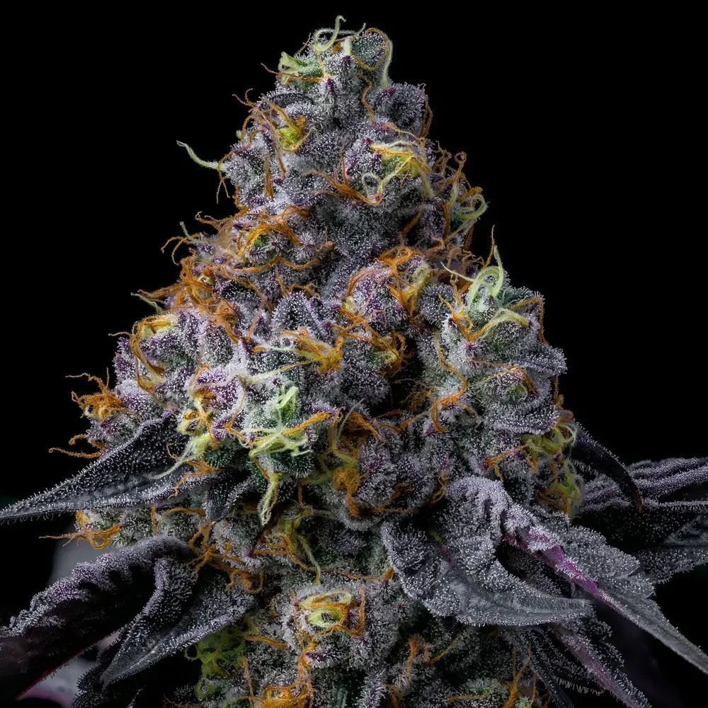 Barney Farm Rainbow Sherbet Cannabis Blüte