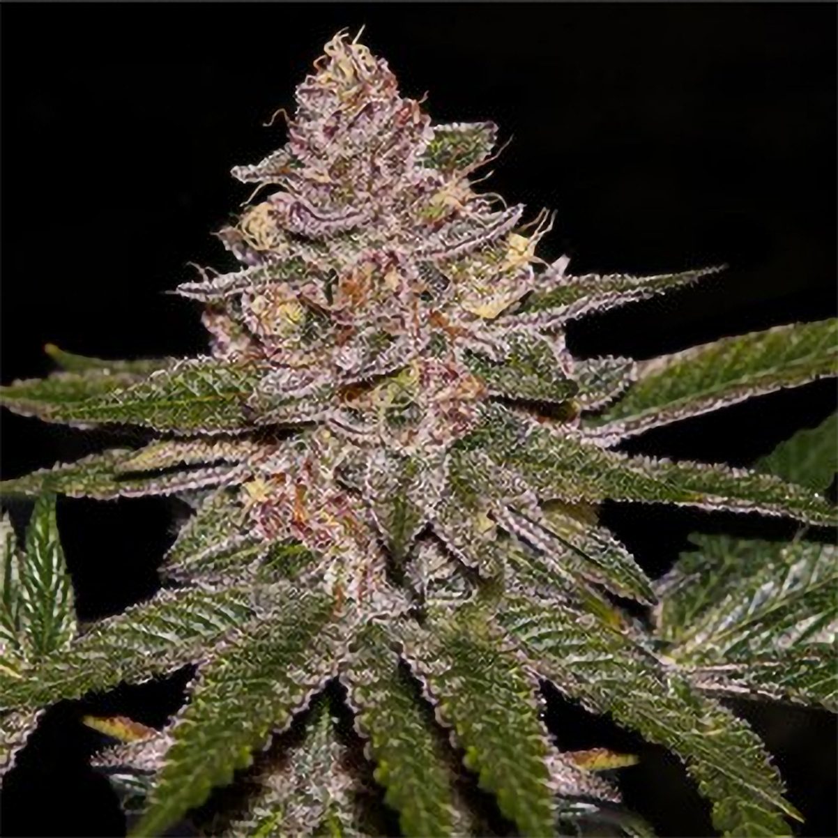Ripper Seeds Radical Juice Hanfsamen
