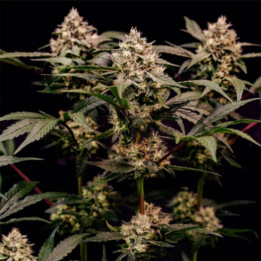 Cosmic Cheddar F1 feminisierte Cannabissamen