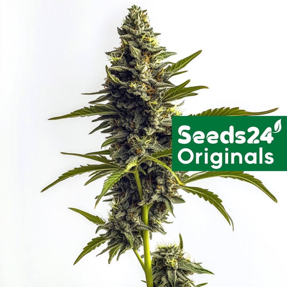 Seeds -24 Super lemon Haze Cannabis Blüte