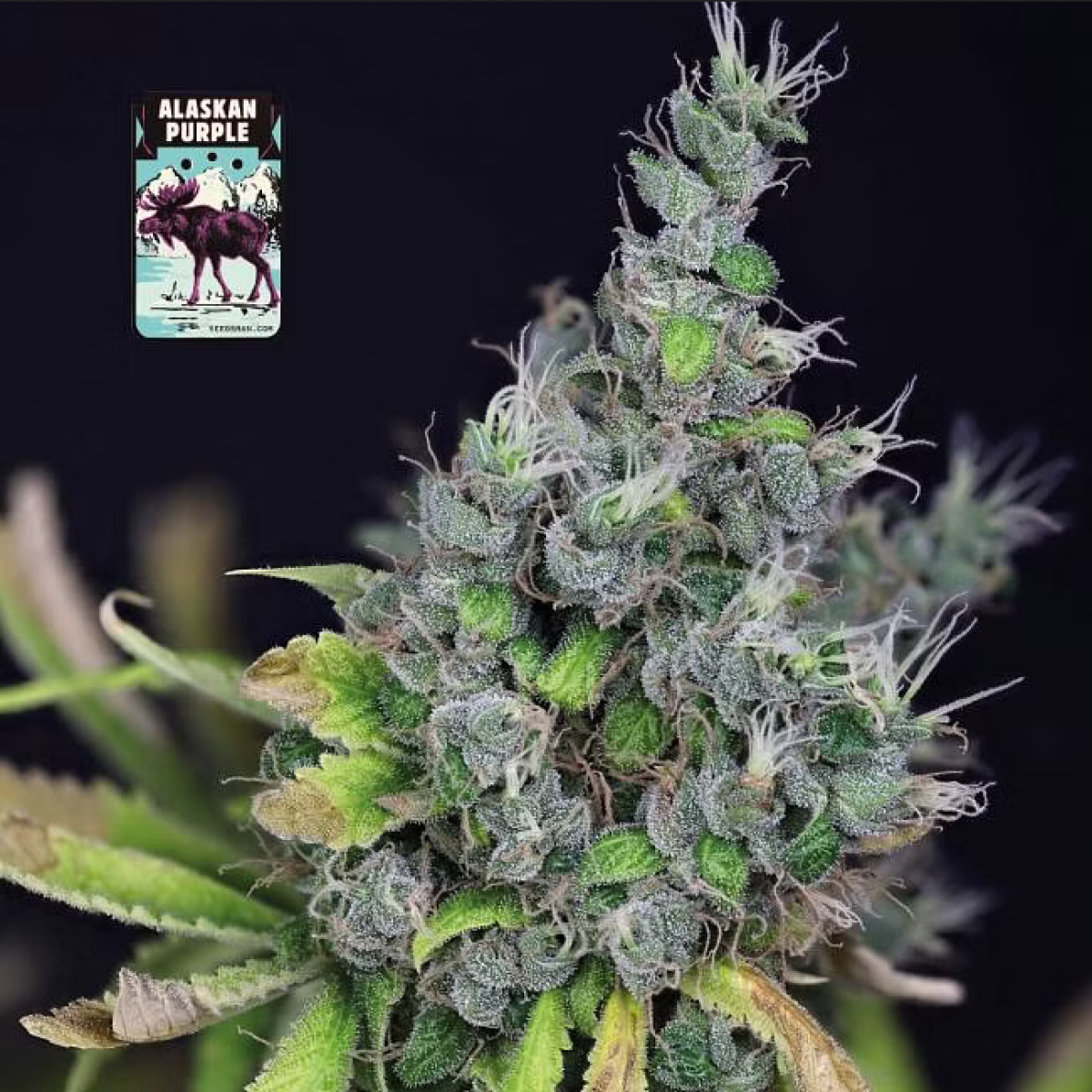 Seedsman Seeds Alaskan Purple Automatic Hanfsamen