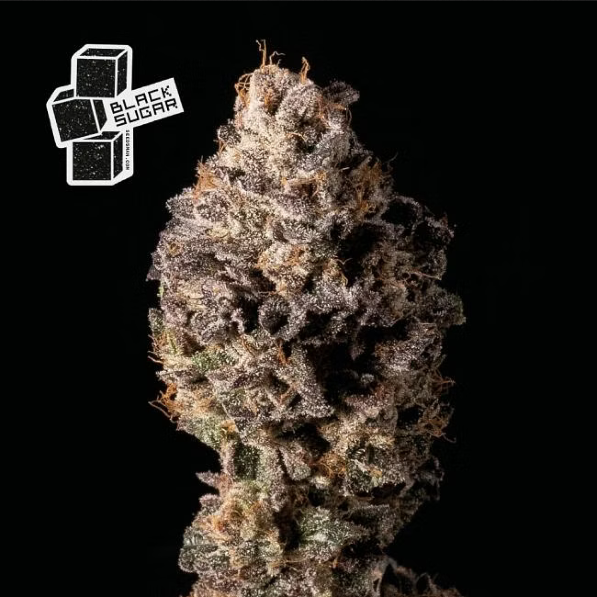 Seedsman Black Sugar Feminisierte Hanfsamen