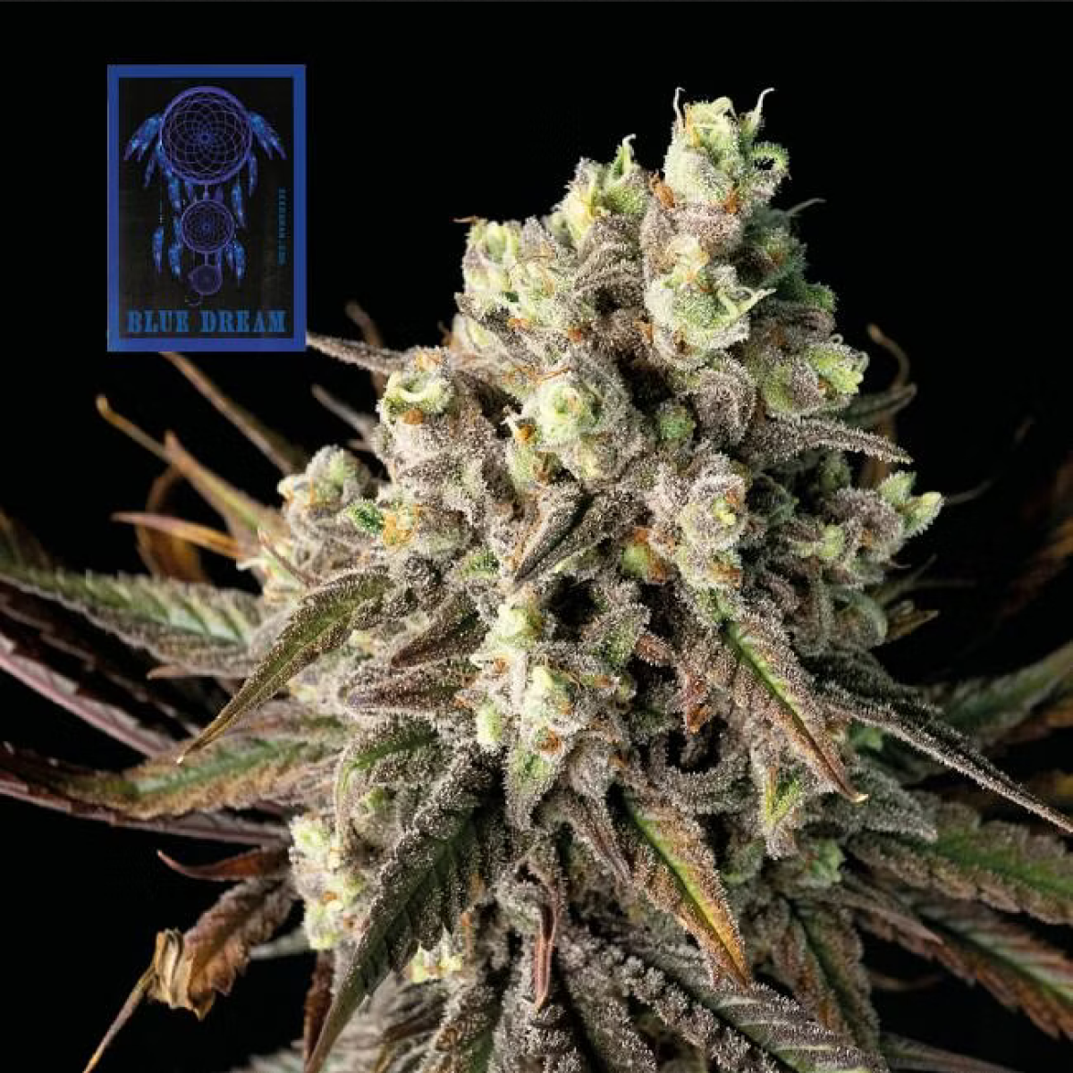 Seedsman Blue Dream Feminisierte Hanfsamen