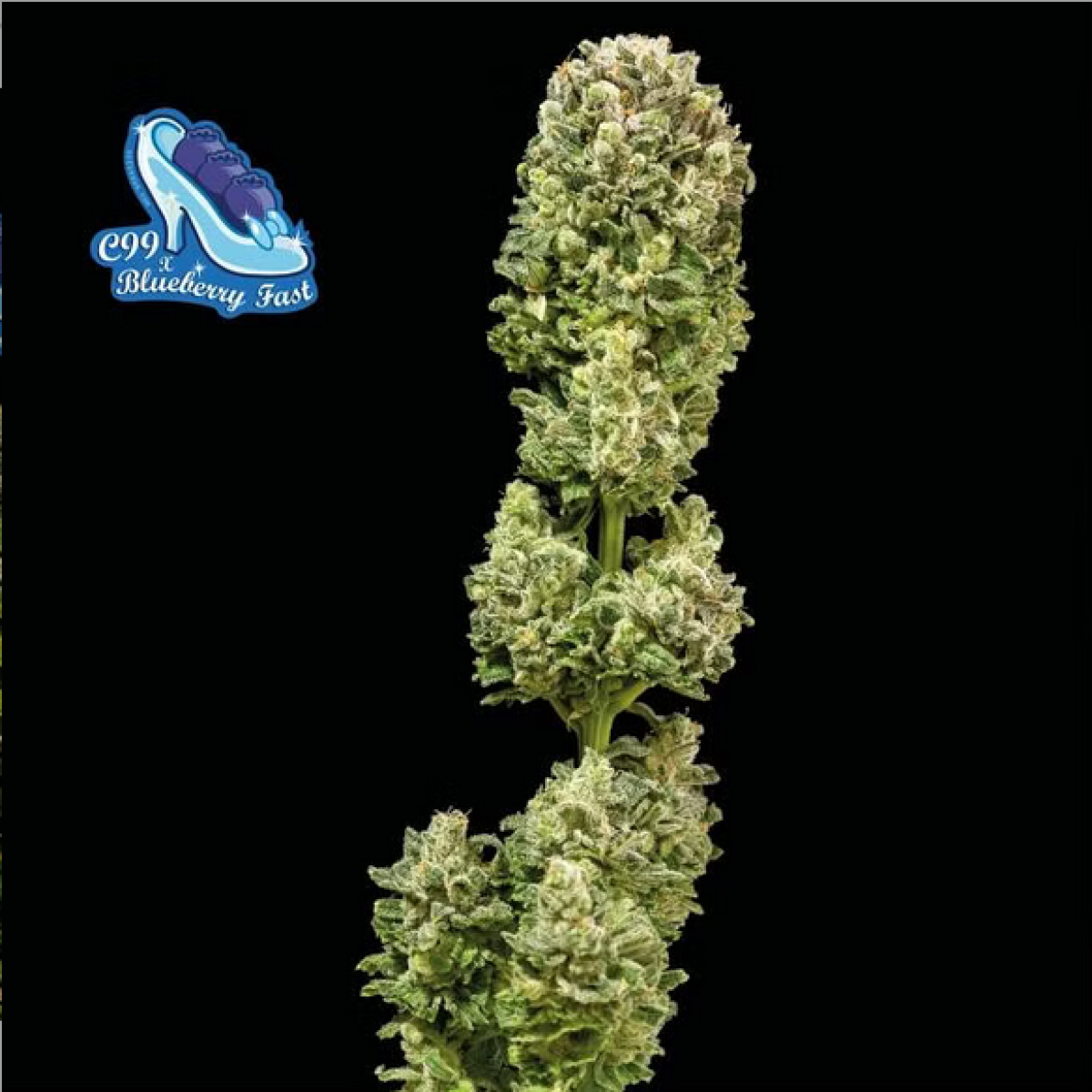 Seedsman Seeds C99 x Blueberry Fast Feminisierte Hanfsamen